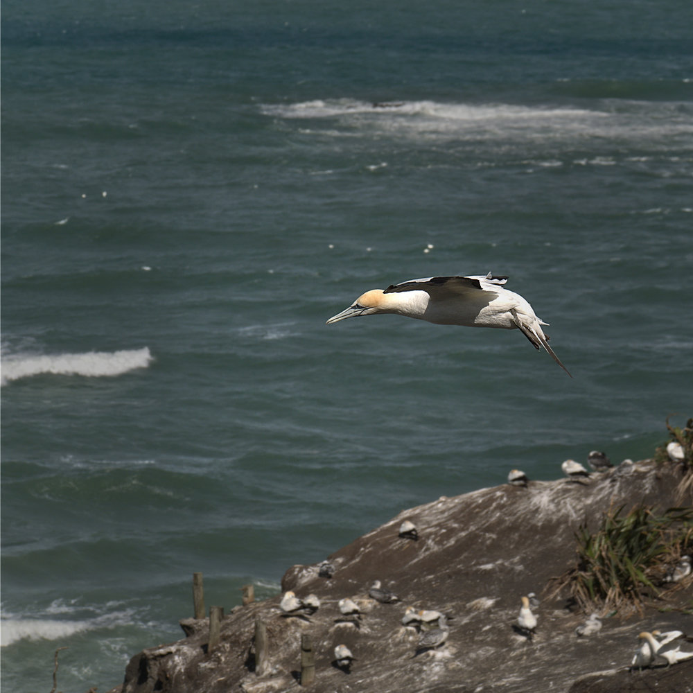 On patrol over the gannetry